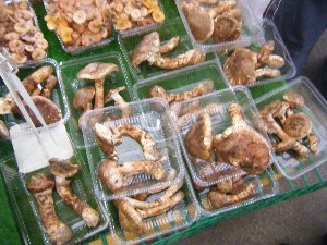 20101009 - ���T�̔����ł� -_7