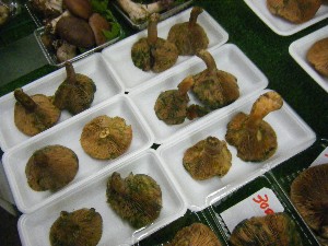 20101009 - ���T�̔����ł� -_11