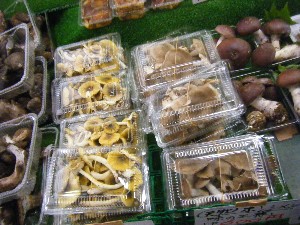 20101009 - ���T�̔����ł� -_12