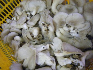 20101009 - ���T�̔����ł� -_16