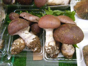 20101009 - ���T�̔����ł� -_17