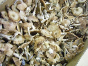 20101009 - ���T�̔����ł� -_32