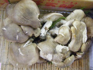 20101009 - ���T�̔����ł� -_34