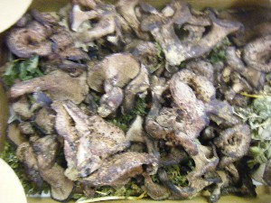 20101009 - ���T�̔����ł� -_35