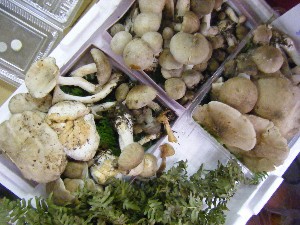 20101009 - ���T�̔����ł� -_36
