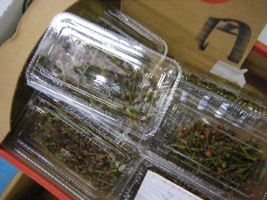 20101009 - ���T�̔����ł� -_37