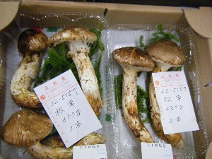 20101009 - ���T�̔����ł� -_39