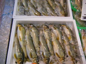 20101009 - ���T�̔����ł� -_54