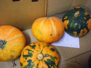 20101016 -���T�̔����ł��B -_54