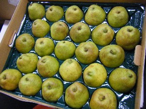 20101016 -���T�̔����ł��B -_34