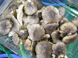 20101030 - ���T�̔����ł��@-_4