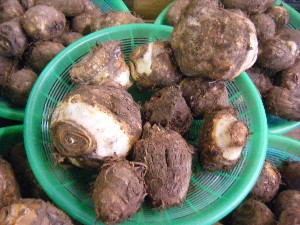20101030 - ���T�̔����ł��@-_7