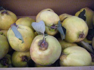 20101030 - ���T�̔����ł��@-_15