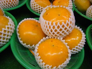 20101030 - ���T�̔����ł��@-_18