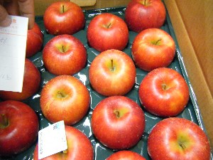 20101030 - ���T�̔����ł��@-_26