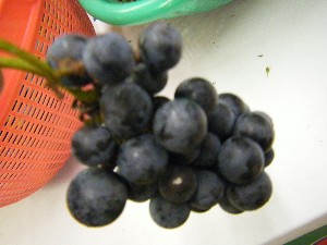 20101030 - ���T�̔����ł��@-_27