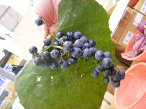 20101030 - ���T�̔����ł��@-_28