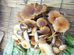 20101030 - ���T�̔����ł��@-_29