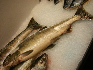 20101030 - ���T�̔����ł��@-_32