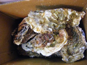 20101030 - ���T�̔����ł��@-_39
