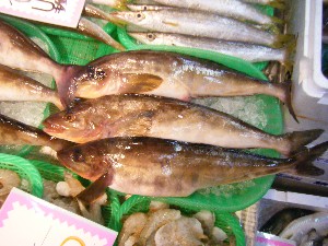 20101030 - ���T�̔����ł��@-_41