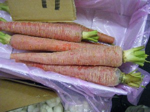 20101204 -���T�̔����ł�-_47
