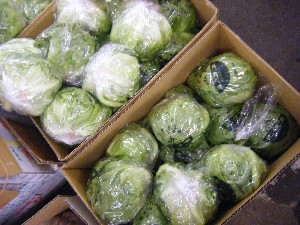 20101204 -���T�̔����ł�-_50