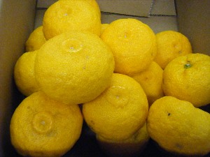 20101211 -���T�̔����ł�-_4