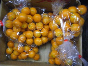 20101218 -���T�̔����ł�-_19