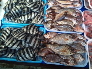 20101218 -���T�̔����ł�-_39