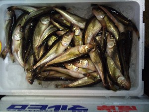 20101218 -���T�̔����ł�-_43