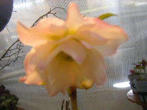 20110219 -���T�̔����ł�-_26
