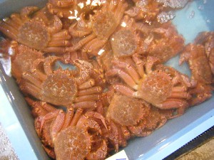 20110226 -���T�̔����ł�-_38