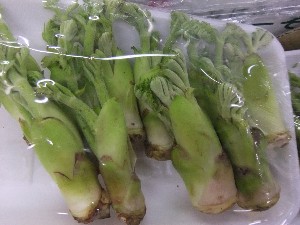 20110305 -���T�̔����ł�-_9