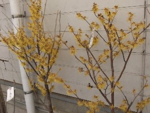 20110409 -���T�̔����ł�- _12