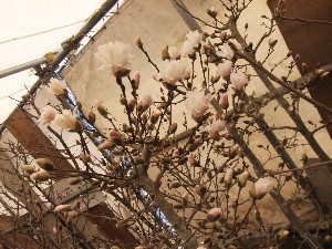 20110416 -���T�̔����ł�- �O���̂��̂������Â��� _55