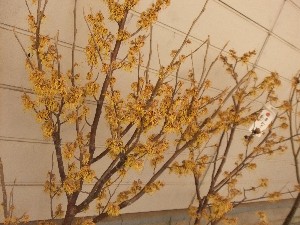 20110416 -���T�̔����ł�- �O���̂��̂������Â��� _56