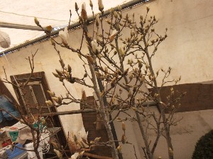 20110416 -���T�̔����ł�- �O���̂��̂������Â��� _57