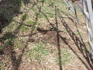 20110417 -�k�Е����F��̐A��- _2