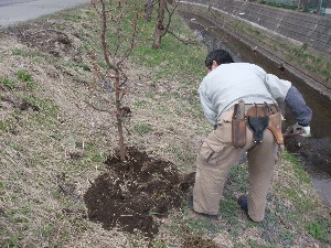 20110417 -�k�Е����F��̐A��- _10