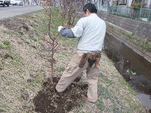 20110417 -�k�Е����F��̐A��- _11