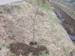 20110417 -�k�Е����F��̐A��- _12