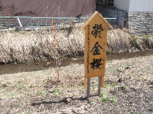 20110417 -�k�Е����F��̐A��- _14