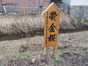 20110417 -�k�Е����F��̐A��- _19