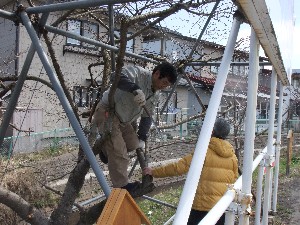 20110417 -�k�Е����F��̐A��- _25