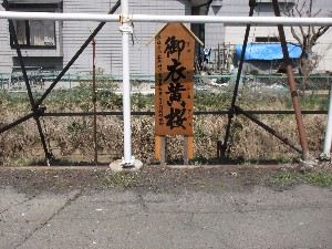 20110417 -�k�Е����F��̐A��- _26