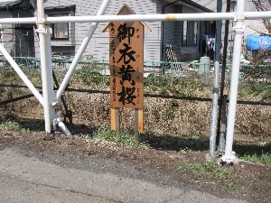 20110417 -�k�Е����F��̐A��- _27