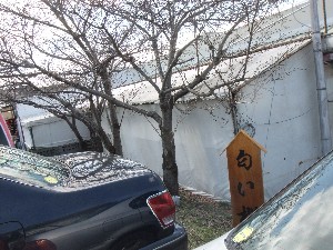 20110417 -�k�Е����F��̐A��- _30