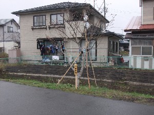 20110422 -���T�̔����ł�- _51