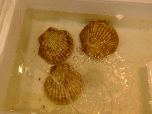 20110430 -���T�̔����ł�- _31